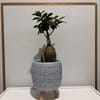 Desenli Model 2 Ayaklı Saksıda Bonsai  - Uşak Çiçek Evi