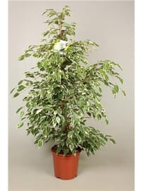 Benjamin Ağacı 90 100 cm