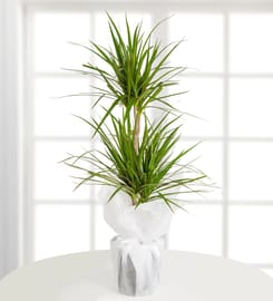 İkili Dracena Marginata Saksı Bitkisi