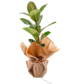 Kauçuk Çiçeği Ficus Elastica Kauçuk Bitkisi Hediyelik Çiçek Ev Bitkisi